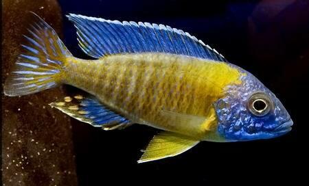 Aulonocara_stuartgranti_Blue_Neon04.jpg